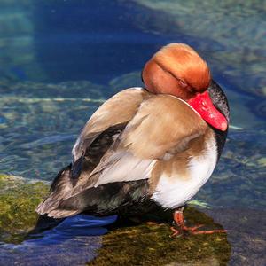 Red-crested Pochard