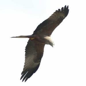 Black Kite