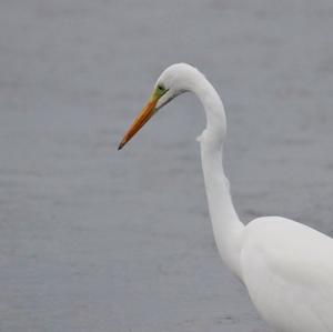 Great Egret