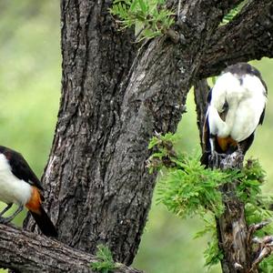 White-headed Buffalo-weaver