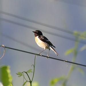 European stonechat