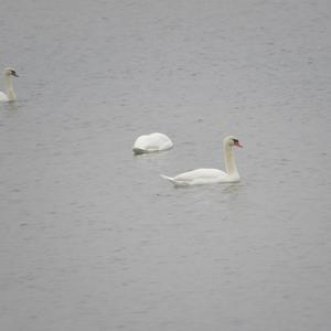 Mute Swan