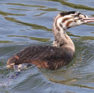 Great Crested Grebe