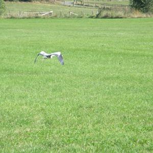 Grey Heron