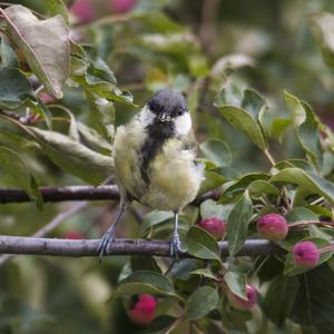 Great Tit