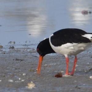 Eurasian Oystercatcher