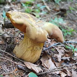 Lurid Bolete