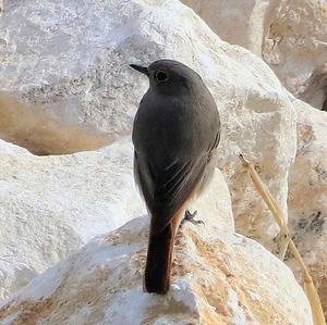 Black Redstart