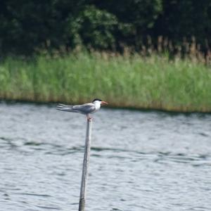 Common Tern