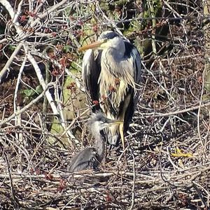 Grey Heron