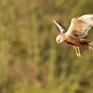 Western Marsh-harrier