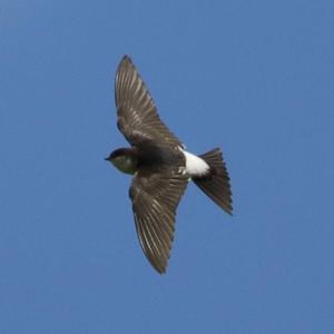 Northern House-martin