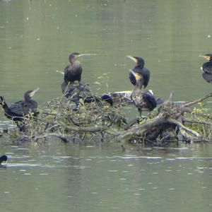 Great Cormorant