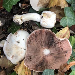 Meadow Agaric