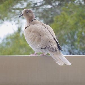 Eurasian Collared-dove