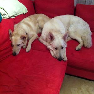 Berger Blanc Suisse