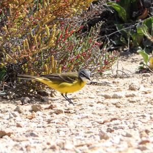 Yellow Wagtail