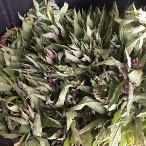 Comfrey (Common)