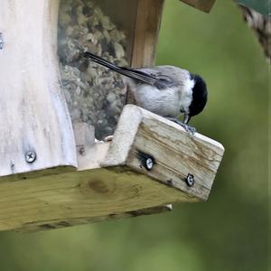 Marsh Tit