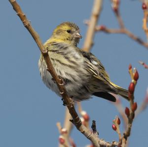 Eurasian Siskin