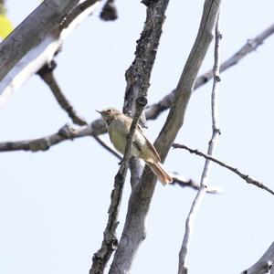 Common Chiffchaff