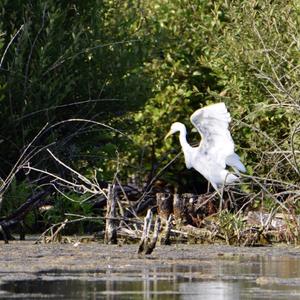 Great Egret