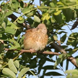 Eurasian Linnet