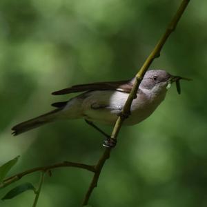 Lesser Whitethroat