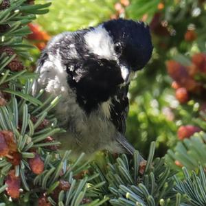 Coal Tit