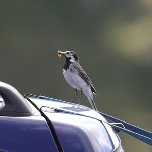 White Wagtail