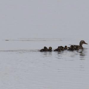 Garganey