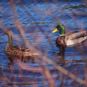 Mallard