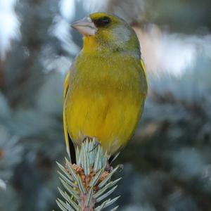 European Greenfinch