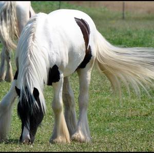 Gypsy Vanner Horse