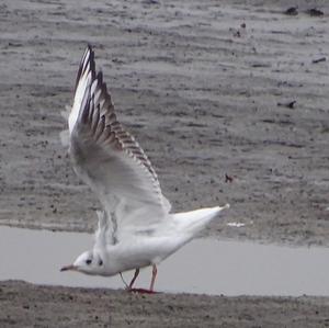 Black-headed Gull