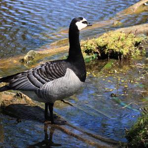 Barnacle Goose