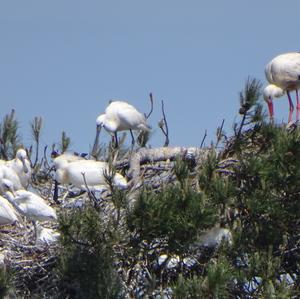 Eurasian Spoonbill