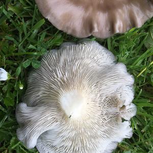 Oyster Mushroom