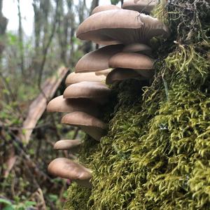 Oyster Mushroom