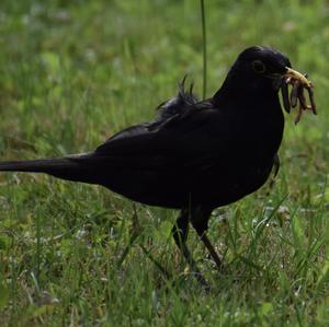 Eurasian Blackbird