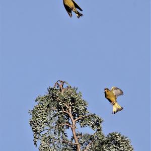 European Greenfinch