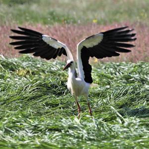 White Stork