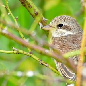 Red-backed Shrike