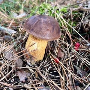 Bay Bolete