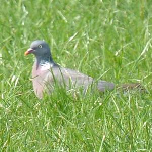 Common Wood-pigeon