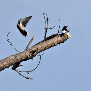 Mourning Dove