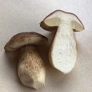 Summer Bolete