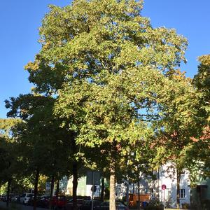 Montpellier Maple