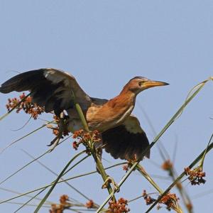 Little Bittern