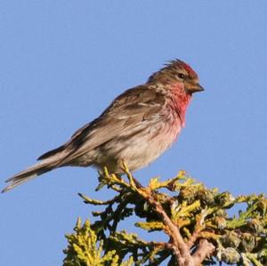 Eurasian Linnet